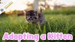 Adopting a Kitten