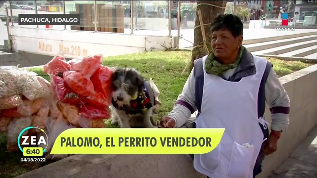 Palomo , el perrito vendedor de chicharrones de Hidalgo