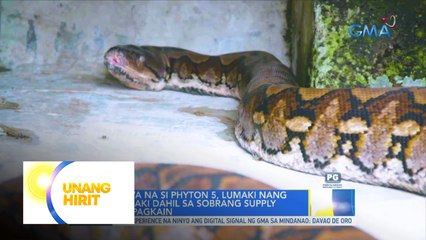 Isang phyton na si ‘Phython 5’, lumaki dahil sa sobrang supply ng pagkain | Unang Hirit