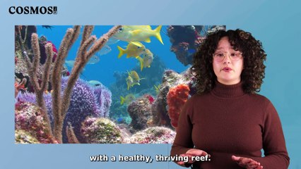 What's the future of the Great Barrier Reef? | August 5, 2022 | Cosmos Magazine