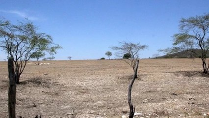 下载视频: Em Cajazeiras, ativista alerta para mudanças climáticas que aceleram processo de desertificação