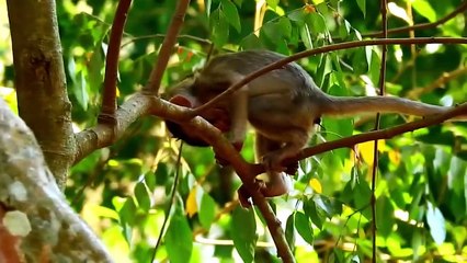 Power of Mother Animals! Mother Impala Take Down Gorilla To Save Her Baby - Baboon vs Impala