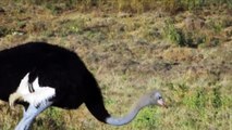 OMG! Mother Ostrich Is Too Smart Use This Method Attack Cheetahs To Save Her Egg - Snake vs Mongoose