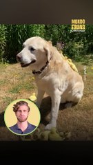 Este adorable perro adoptó a 15 patitos huérfanos