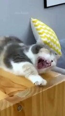 Baby Cats - Cute and Funny Cat Videos Compilation #65 #cat #cutecat #funnycat #animals #ctavideo