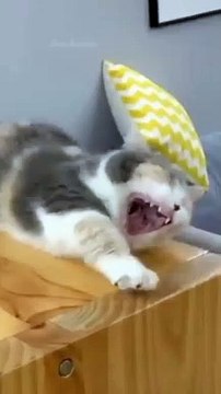 Baby Cats - Cute and Funny Cat Videos Compilation #65 #cat #cutecat #funnycat #animals #ctavideo