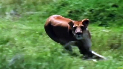 Amazing... Buffalo Herd Flick Lion Into Air To Rescue Warthog - Lion vs Buffalo, Warthog