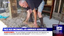 À La Teste-de-Buch, des bénévoles viennent en aide aux animaux, dans la forêt dévastée par les incendies