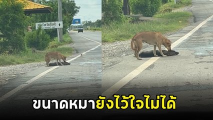 หนุ่มเห็นหมาแน่นิ่งข้างถนน วนรถกลับไปช่วย แต่ที่ไหนได้.. นี่มันตูบการละครชัด ๆ