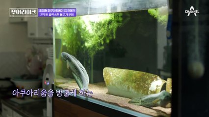 [선공개] 수조 19개! 마리당 400만 원?! 아쿠아리움 저리 가라~ 2억 원 플렉스한 물고기 푸어의 집
