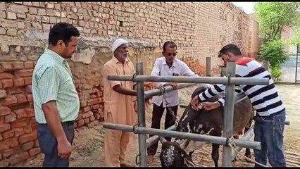 Restlessness among livestock owners, 126 cows died due to lumpy skin, so far the work of examining 66260 animals has been completed.