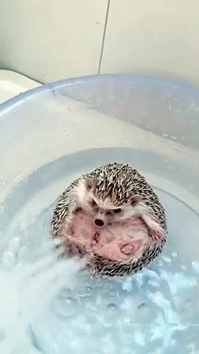 Funny cat video  #Cat