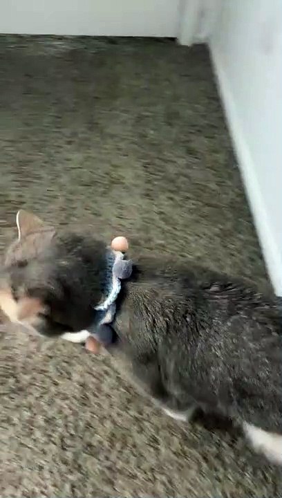 funny cat video #Animals Lovers Cute Baby and Cat Video