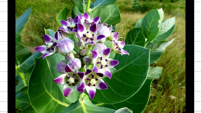 एड़ी के दर्द से छुटकारा पाने के लिए घरेलू उपाय और योग Home Remedy & Exercise For Heel Pain