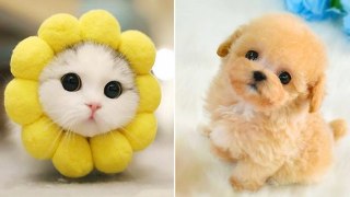 Baby Animals | Funny Cats and Dogs Videos Compilation #6