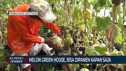 Buah Melon Green House Bisa Dipanen Kapan Saja