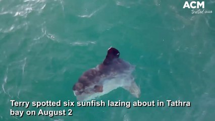 White whale calf at Tathra - August 4, 2022 - Bega District News