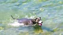 The dog is swimming in the water. It is a very beautiful dog