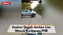 Viral Di Media Sosial !! Gajah Liar Masuk Kawasan Ladang Minyak Pertamina Hulu Rokan !!