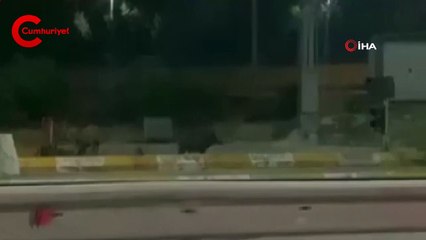 Kocaeli'de domuzlar şehre indi