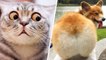 Funny Animal Videos That Are IMPOSSIBLE Not To Laugh At~