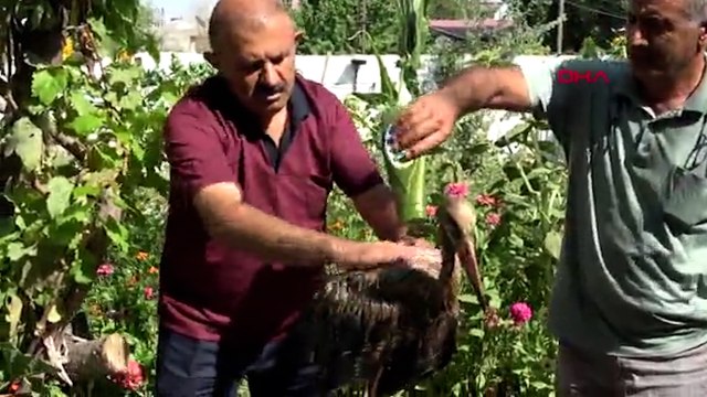 Yolda bulduğu leyleği 3 gün şampuanla yıkadı, temizleyemedi