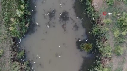 Kızılırmak'ta yaşanan toplu balık ölümlerinin sebebi belli oldu: Kavurucu sıcaklar ve kuraklık sudaki oksijen seviyesini azalttı