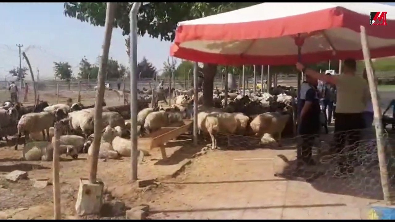 Diyarbakır’daki ‘kaçak hayvan pazarı’ yıkıldı!