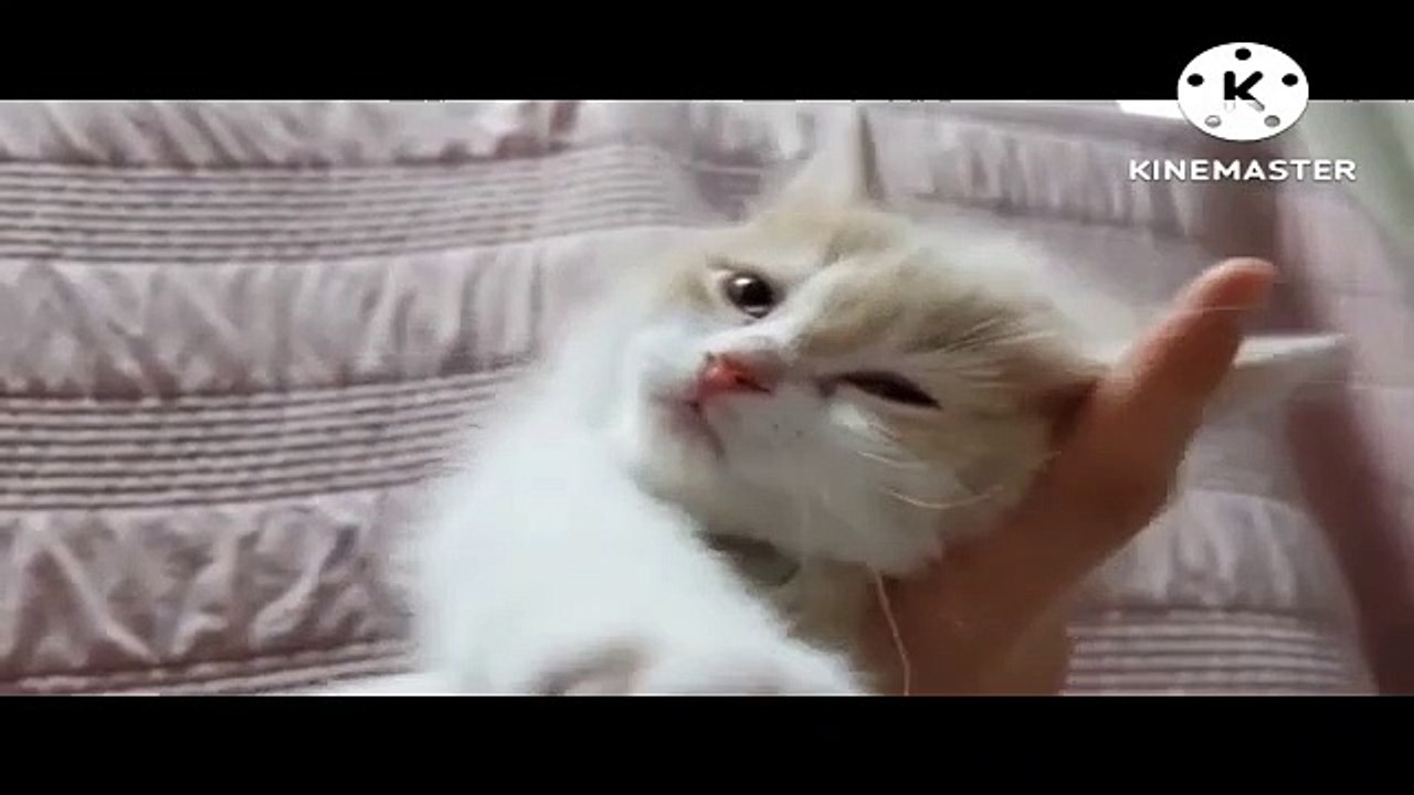 Cat vedio