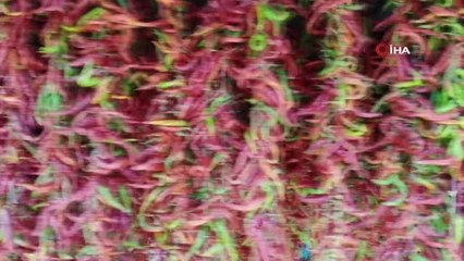 Karaağaç biberinde kurutma mesaisi başladı