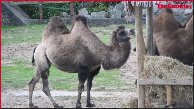 Animal manager Mike Woolham lives with the animals at Blackpool Zoo