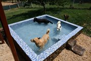 Gaziantep gündem haberi | GAZİANTEP - Sıcaktan bunalan pet otel sakinleri soluğu havuzlarda alıyor