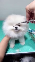 cute & unnyf tik tok dog -funny dog #shorts