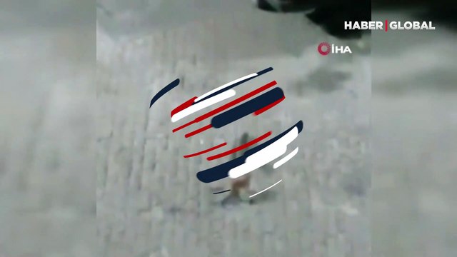 Sansar ile kedinin mücadelesi kamerada! İkiliyi emekli öğretmen ayırdı