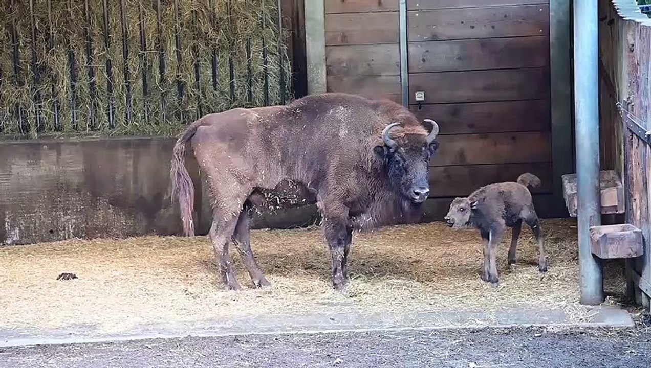 Wisentnachwuchs im Alpenzoo