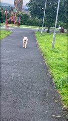 Conan the Labradoodle has been named Derry's Nose of Tralee