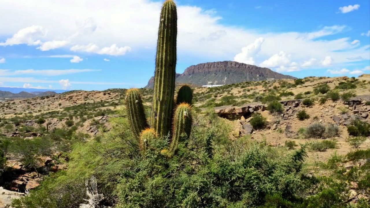 Argentine (Ishigualasto)
