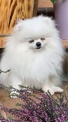 Cut Dogs | Animals Video