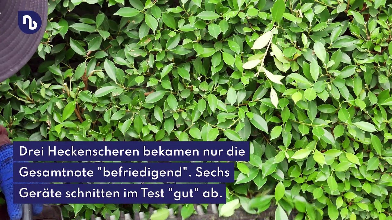 Test: akku-heckenscheren schaffen auch dickes gestrüpp