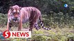 Wild tiger conservation pays dividends in China