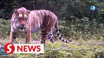 Wild tiger conservation pays dividends in China