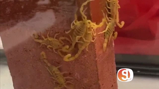 See how you can keep scorpions out of your home