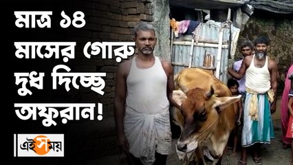 মাত্র ১৪ মাসের গোরু দুধ দিচ্ছে অফুরান!