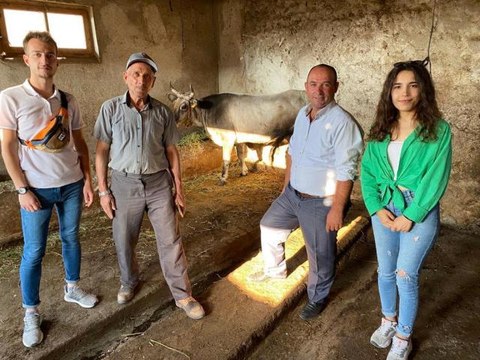 Balıkesir haber: BALIKESİR - Kaçtıktan 25 gün sonra yakalanan kurbanlık ineği Ahbap satın aldı