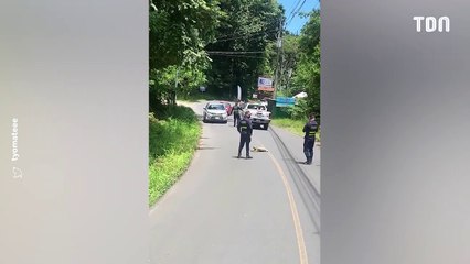 Des policiers mobilisés sur une route pour assurer la traversée d'un paresseux