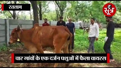 RATLAM: मध्यप्रदेश में लंपी की एंट्री, चार गांव में फैला वायरस