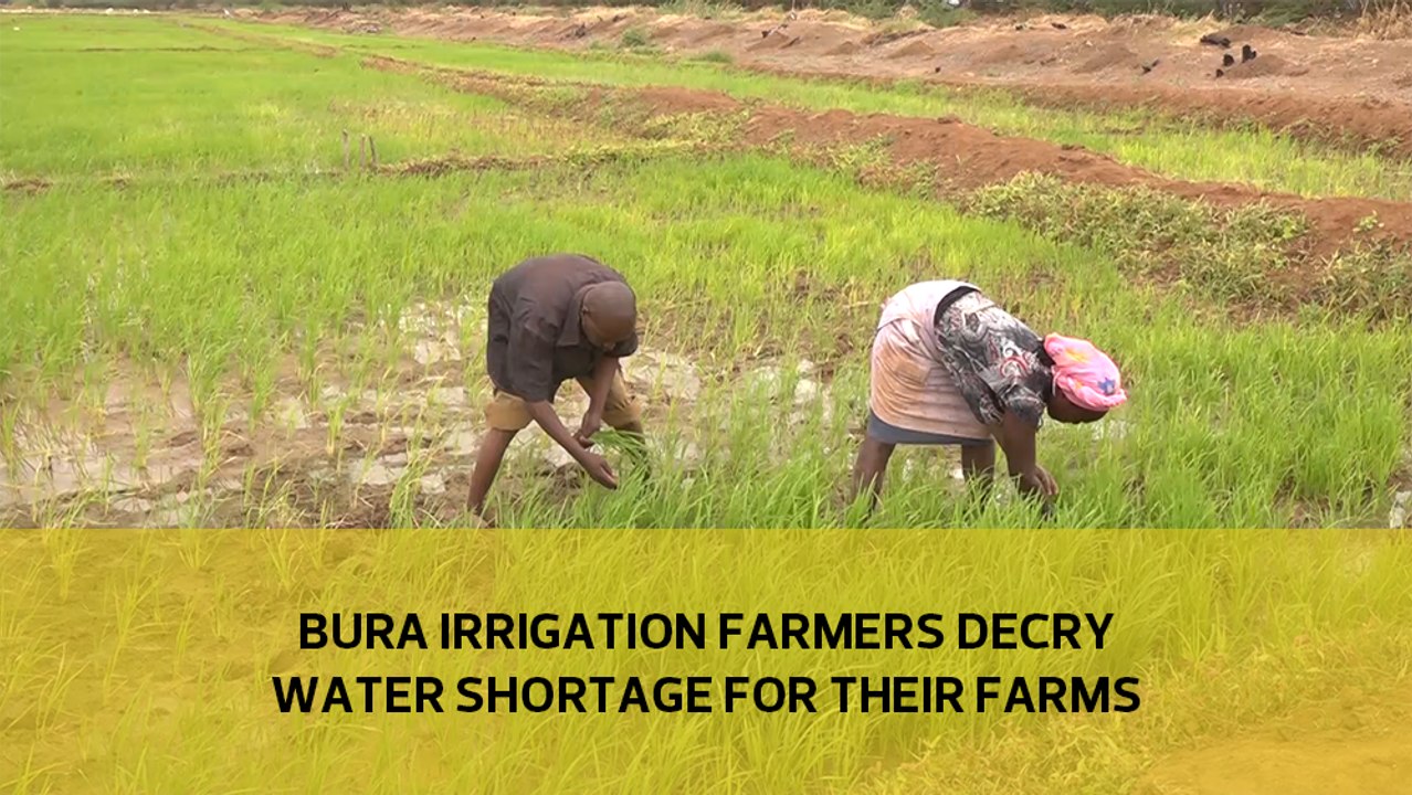 Bura Irrigation farmers decry water shortage for their farms