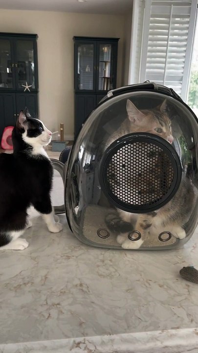 Cat Gets Pushed From Counter