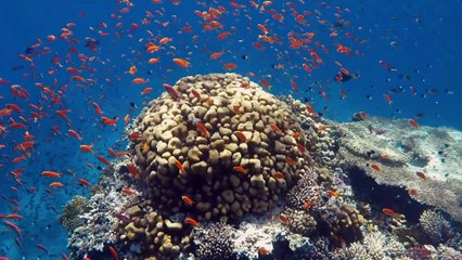 Vẻ đẹp lung linh của những chú cá nhỏ dưới lòng đại dương xanh