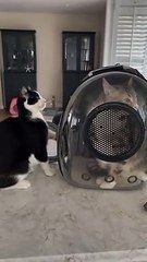 Cat Gets Pushed From Counter